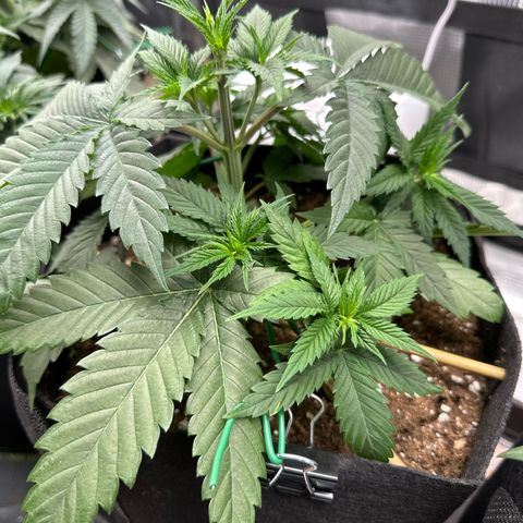 Mother Gorilla Jiffy klein growlog timeline photo