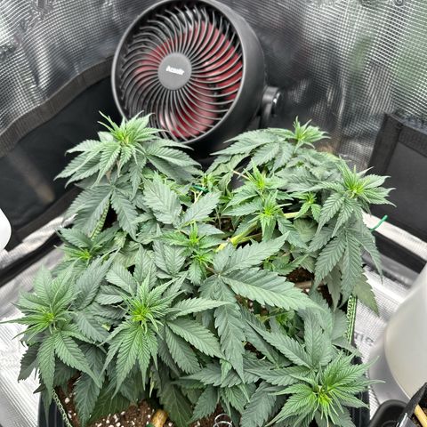 Mother Gorilla Wasser/Becher groß growlog timeline photo
