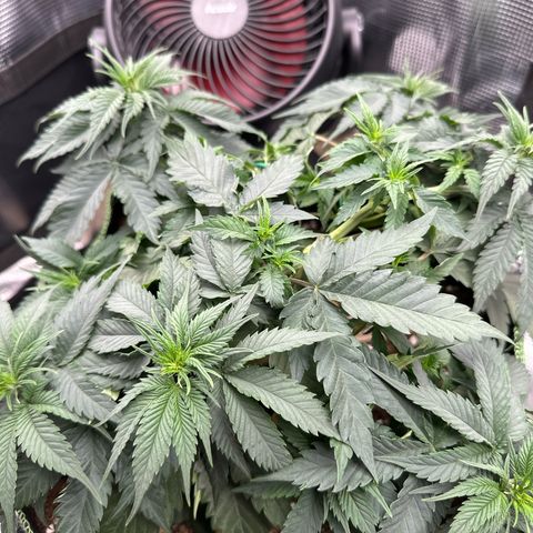Mother Gorilla Wasser/Becher groß growlog timeline photo