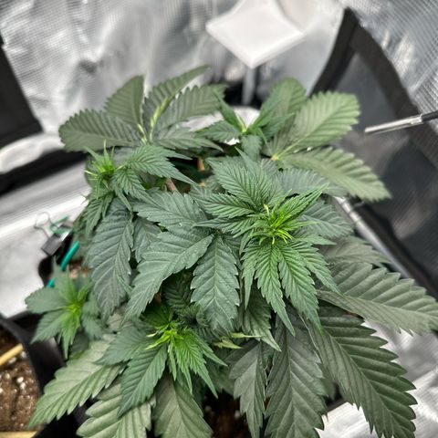 Mother Gorilla Becher mittel growlog timeline photo