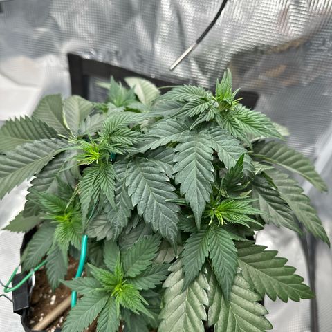 Mother Gorilla Becher mittel growlog timeline photo