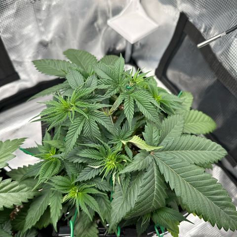 Mother Gorilla Jiffy klein growlog timeline photo