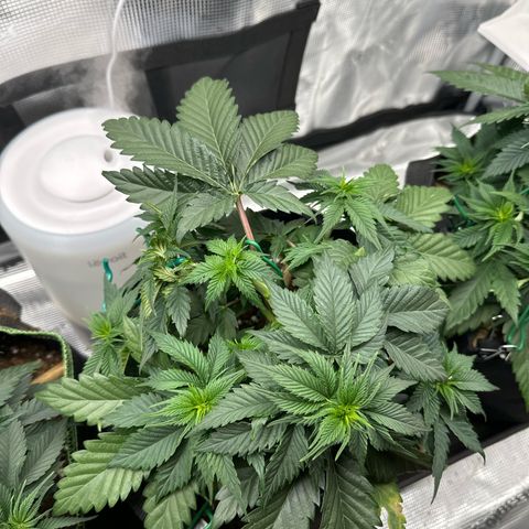 Mother Gorilla Becher mittel growlog timeline photo