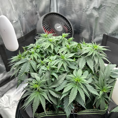 Mother Gorilla Wasser/Becher groß growlog timeline photo