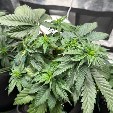 Mother Gorilla Becher mittel growlog timeline photo