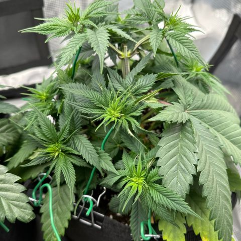 Mother Gorilla Jiffy klein growlog timeline photo