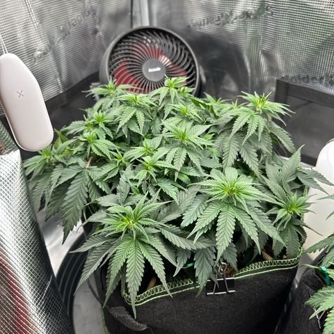 Mother Gorilla Wasser/Becher groß growlog timeline photo