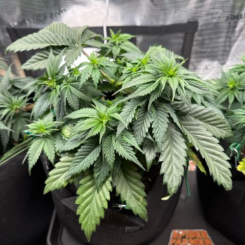 Mother Gorilla Becher mittel growlog timeline photo