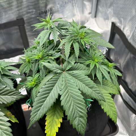 Mother Gorilla Jiffy klein growlog timeline photo