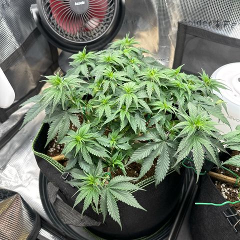 Mother Gorilla Wasser/Becher groß growlog timeline photo