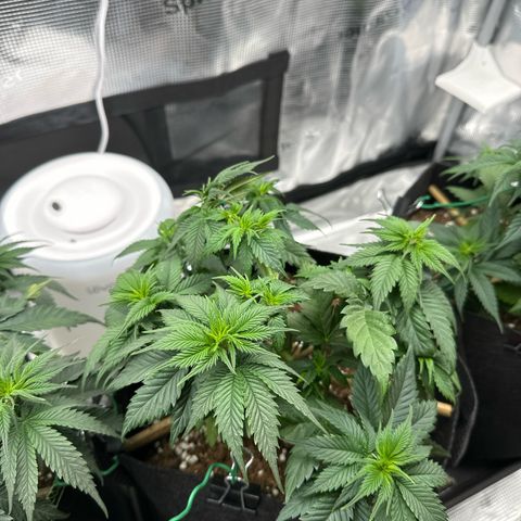 Mother Gorilla Becher mittel growlog timeline photo