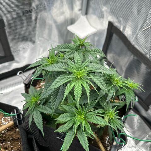 Mother Gorilla Jiffy klein growlog timeline photo