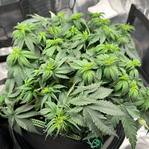 Mother Gorilla Wasser/Becher groß growlog timeline photo
