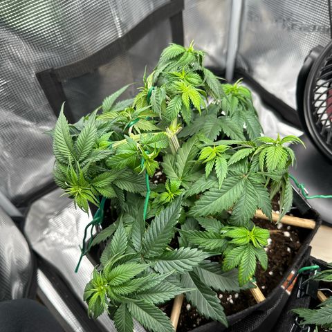 Mother Gorilla Becher mittel growlog timeline photo