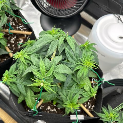 Mother Gorilla Jiffy klein growlog timeline photo