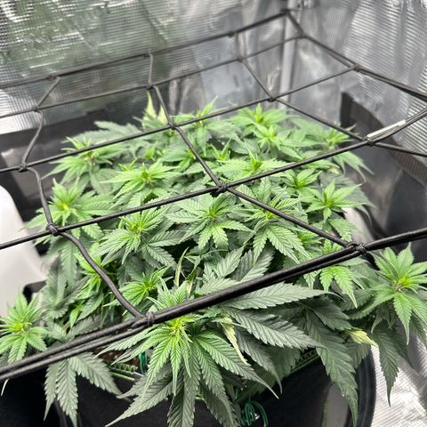 Mother Gorilla Wasser/Becher groß growlog timeline photo