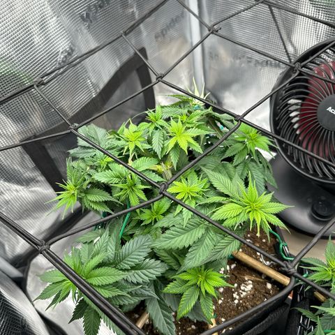 Mother Gorilla Becher mittel growlog timeline photo