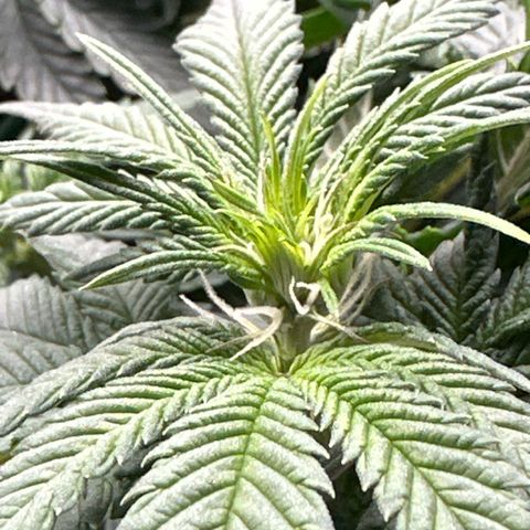 Mother Gorilla Wasser/Becher groß growlog timeline photo