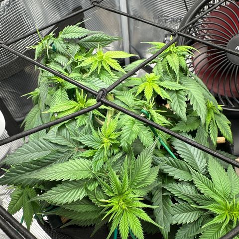Mother Gorilla Becher mittel growlog timeline photo