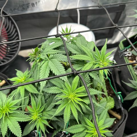 Mother Gorilla Jiffy klein growlog timeline photo