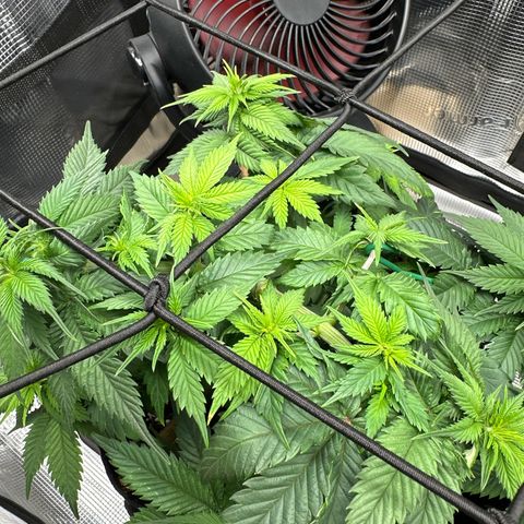Mother Gorilla Becher mittel growlog timeline photo