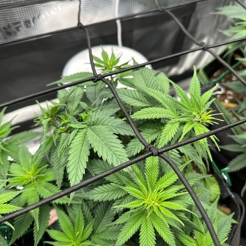 Mother Gorilla Jiffy klein growlog timeline photo
