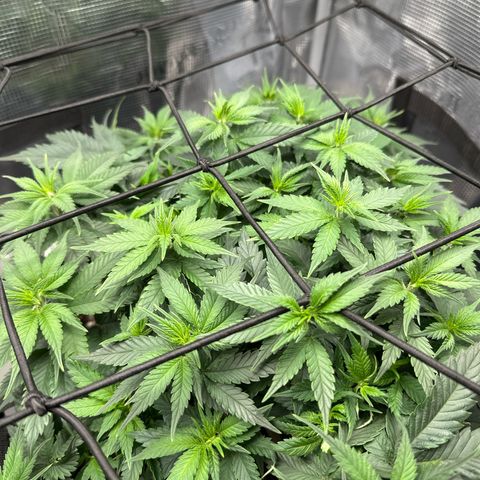 Mother Gorilla Wasser/Becher groß growlog timeline photo
