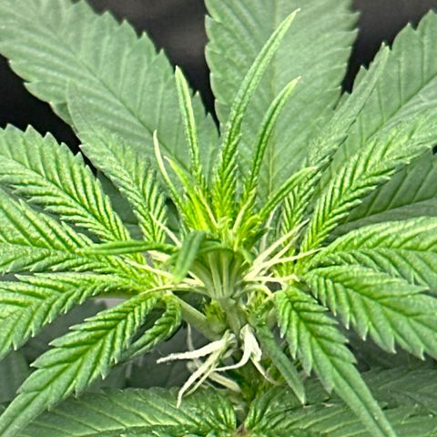 Mother Gorilla Wasser/Becher groß growlog timeline photo
