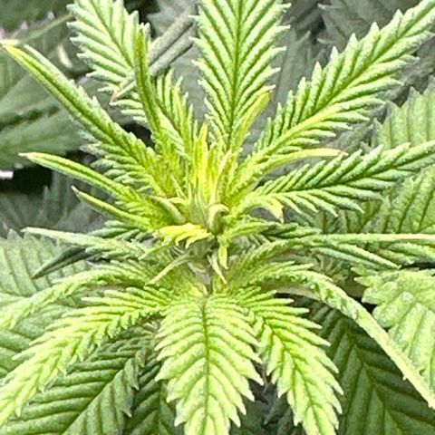 Mother Gorilla Jiffy klein growlog timeline photo