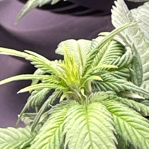 Mother Gorilla Becher mittel growlog timeline photo