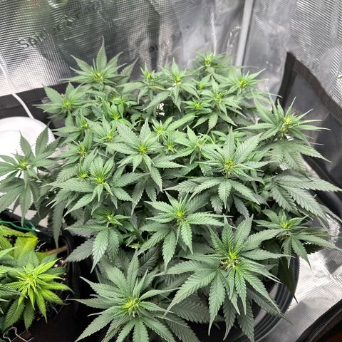 Mother Gorilla Wasser/Becher groß growlog timeline photo