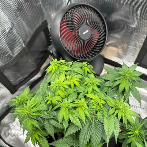 Mother Gorilla Becher mittel growlog timeline photo