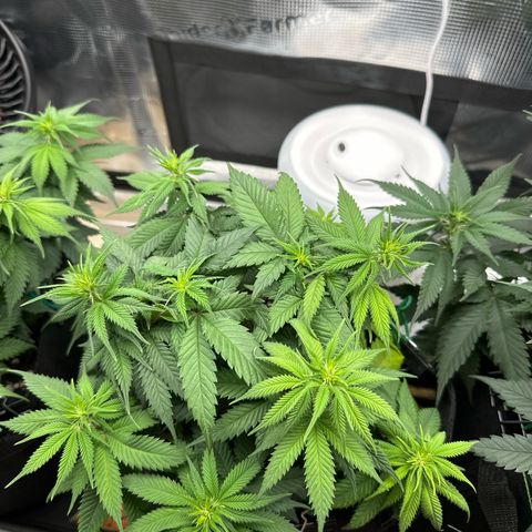 Mother Gorilla Jiffy klein growlog timeline photo