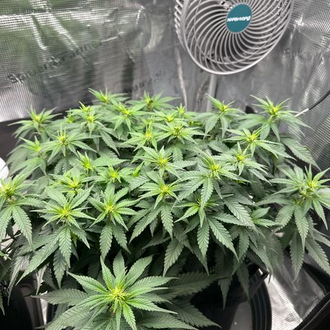 Mother Gorilla Wasser/Becher groß growlog timeline photo