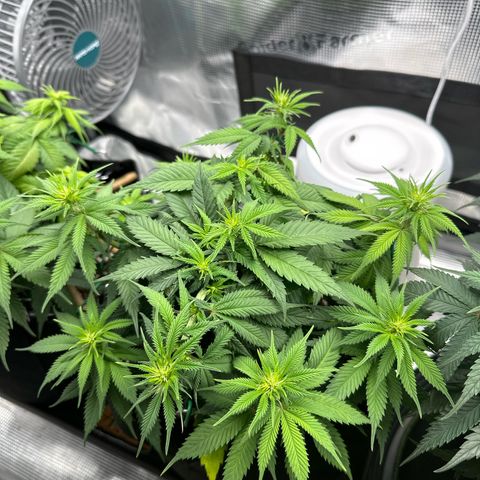 Mother Gorilla Jiffy klein growlog timeline photo