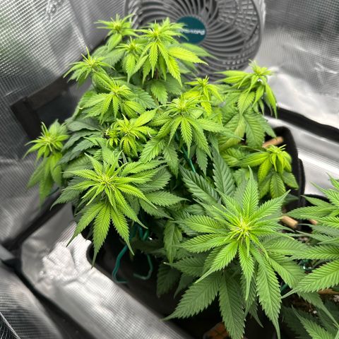 Mother Gorilla Becher mittel growlog timeline photo