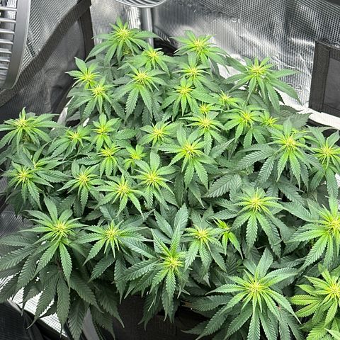 Mother Gorilla Wasser/Becher groß growlog timeline photo