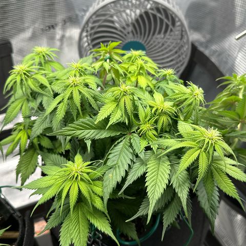 Mother Gorilla Becher mittel growlog timeline photo