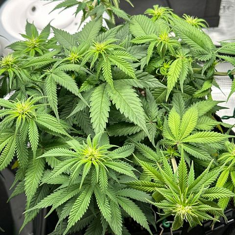 Mother Gorilla Jiffy klein growlog timeline photo