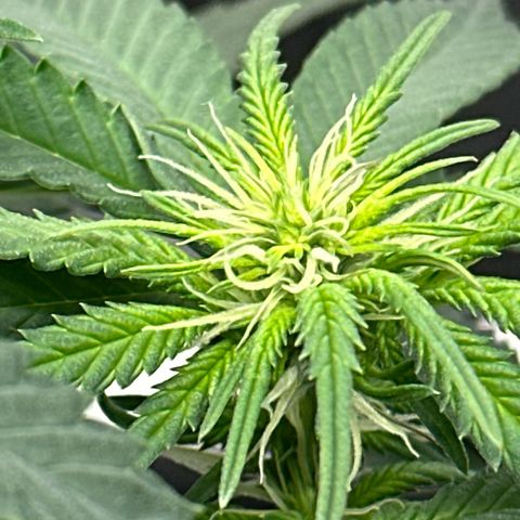 Mother Gorilla Wasser/Becher groß growlog timeline photo