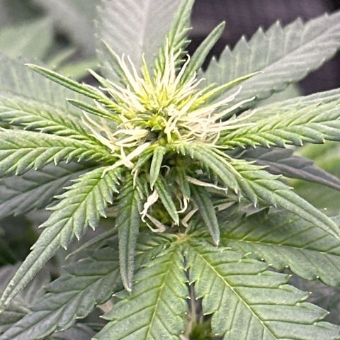 Mother Gorilla Wasser/Becher groß growlog timeline photo