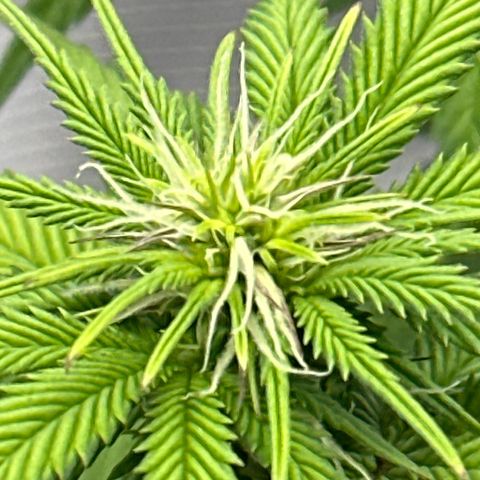 Mother Gorilla Becher mittel growlog timeline photo