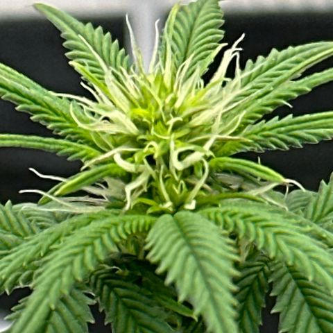 Mother Gorilla Jiffy klein growlog timeline photo