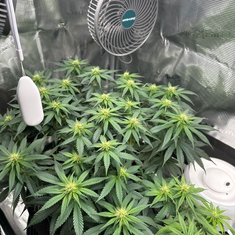 Mother Gorilla Wasser/Becher groß growlog timeline photo
