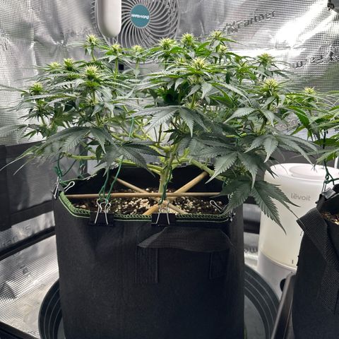 Mother Gorilla Wasser/Becher groß growlog timeline photo