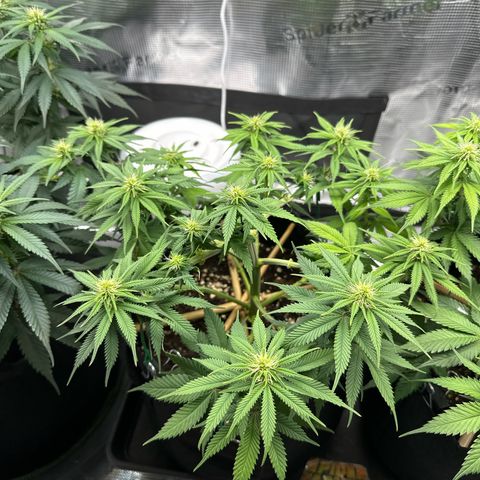 Mother Gorilla Jiffy klein growlog timeline photo