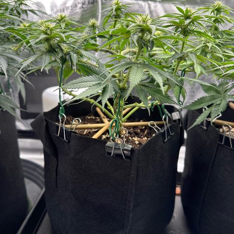 Mother Gorilla Jiffy klein growlog timeline photo