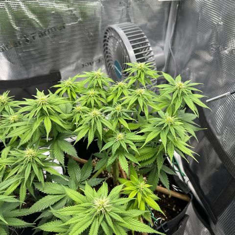 Mother Gorilla Becher mittel growlog timeline photo