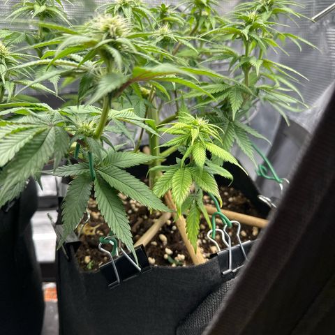 Mother Gorilla Becher mittel growlog timeline photo