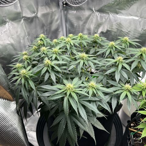 Mother Gorilla Wasser/Becher groß growlog timeline photo